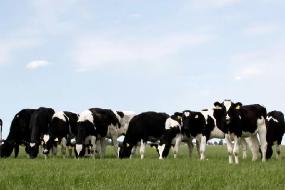 milk and dairy ingredients trade software kopie 2